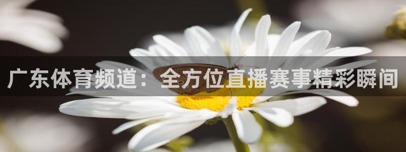广东体育频道：全方位直播赛事精彩瞬间