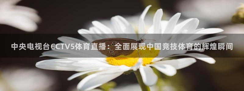 中央电视台CCTV5体育直播：全面展现中国竞技体育的辉煌瞬间