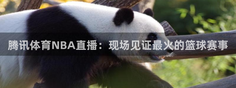 腾讯体育NBA直播：现场见证最火的篮球赛事
